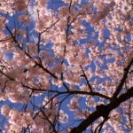 Photo of pink cherry blossoms under a blue sky, taken during the Vancouver Cherry Blossom Festival