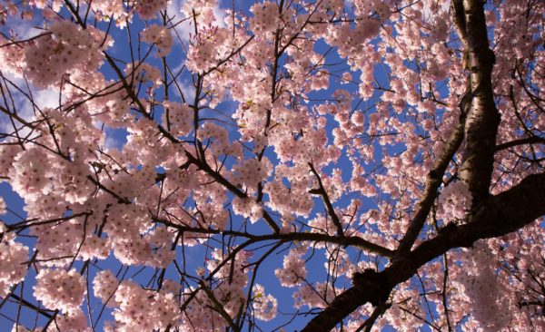 Photo of pink cherry blossoms under a blue sky, taken during the Vancouver Cherry Blossom Festival