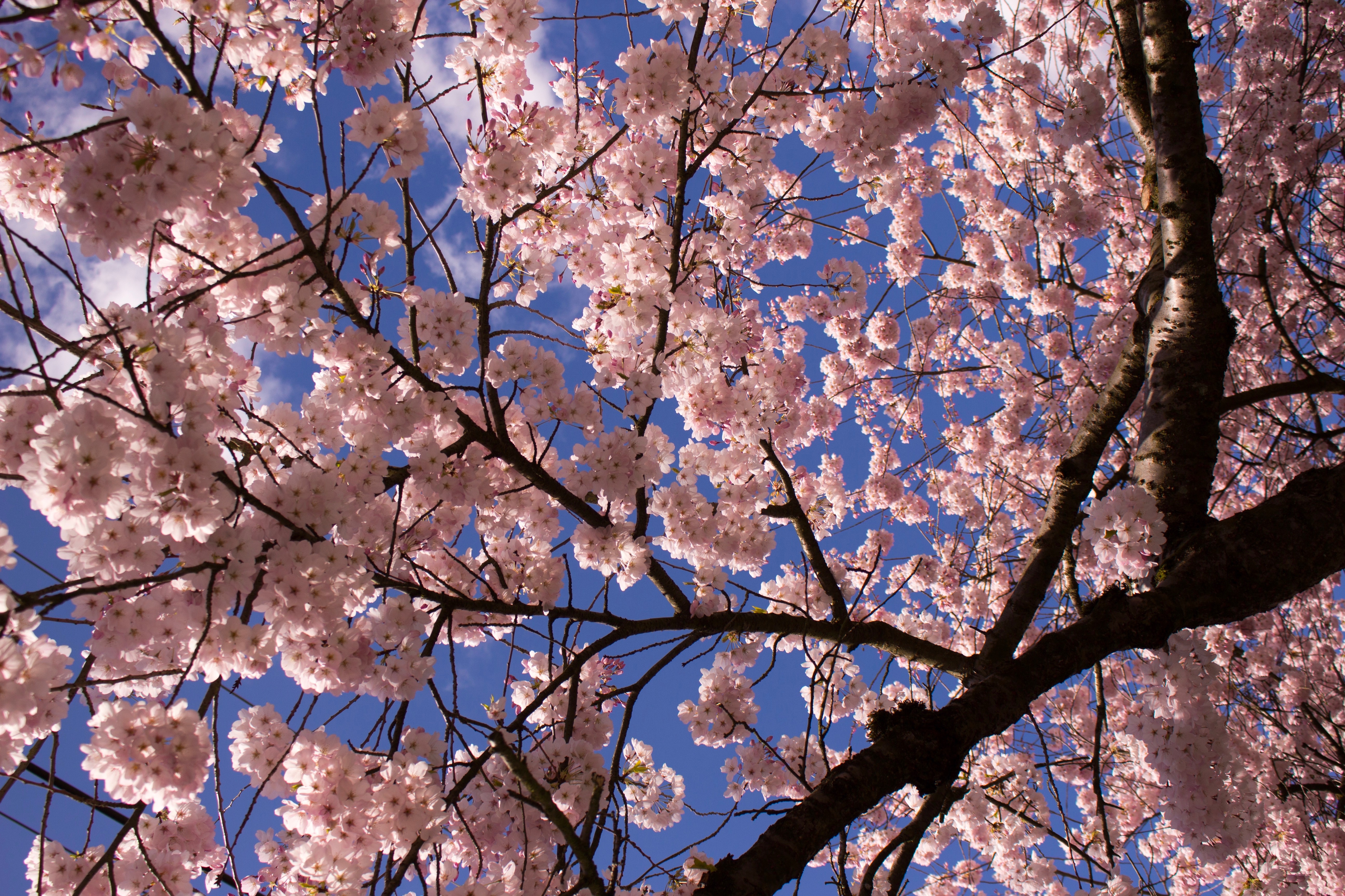 Photo of pink cherry blossoms under a blue sky, taken during the Vancouver Cherry Blossom Festival